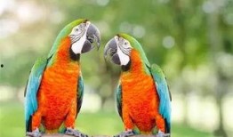 搞笑鹦鹉爆料视频大全下载,笑料横生，欢乐无限